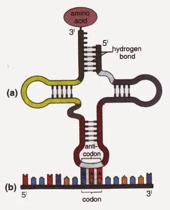 Cloverleaf model of tRNA
